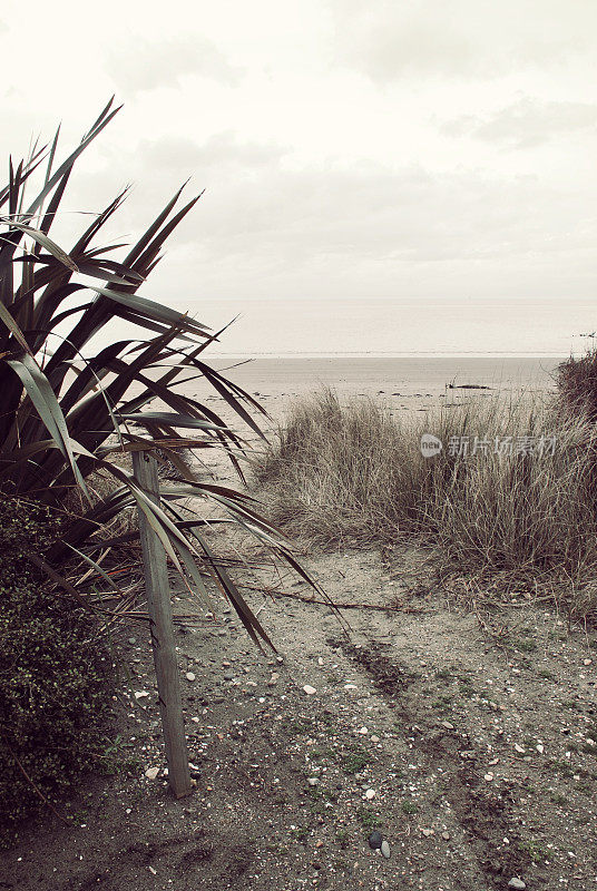 Harakeke和Path to the Beach，新西兰/ Aotearoa